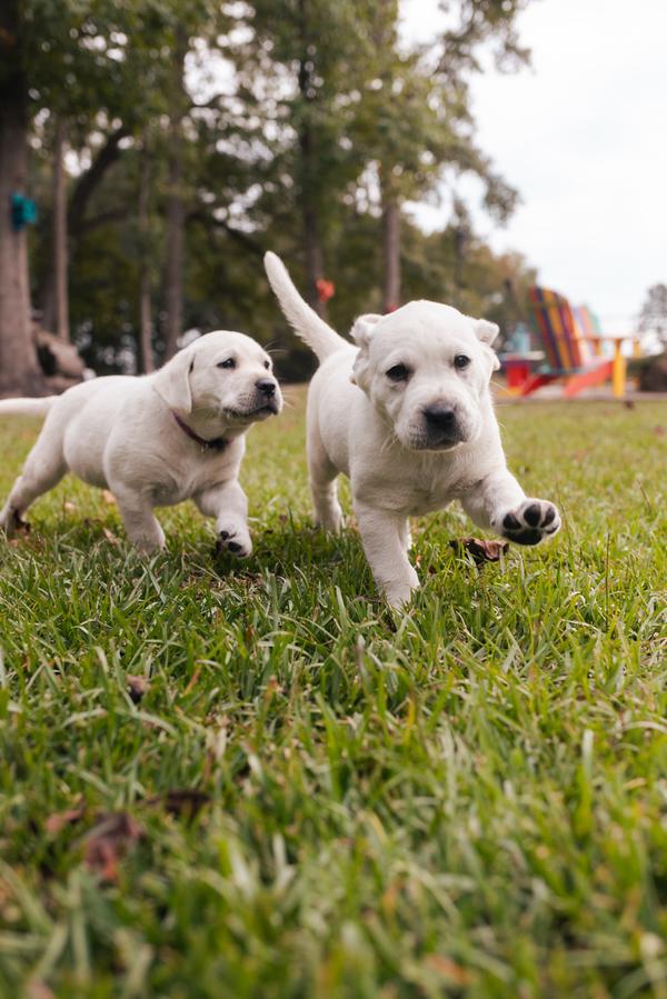 Two white puppies running through green grass.