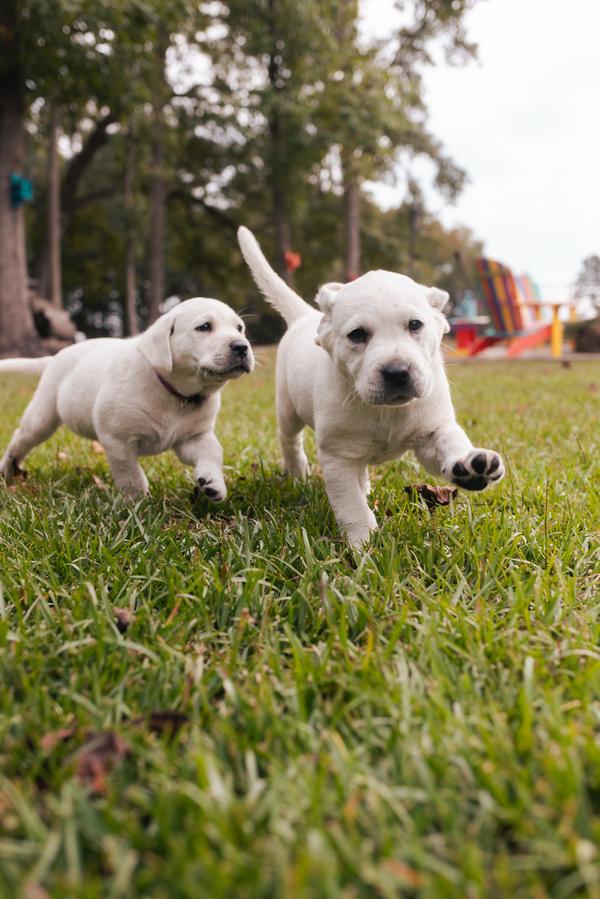 Two white puppies running through green grass.
