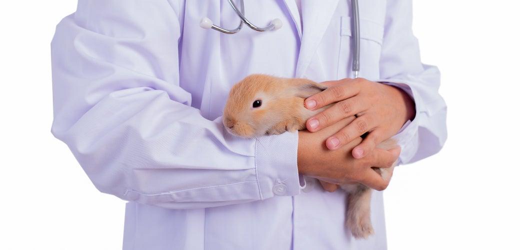 Do you have pet insurance for your rabbit?