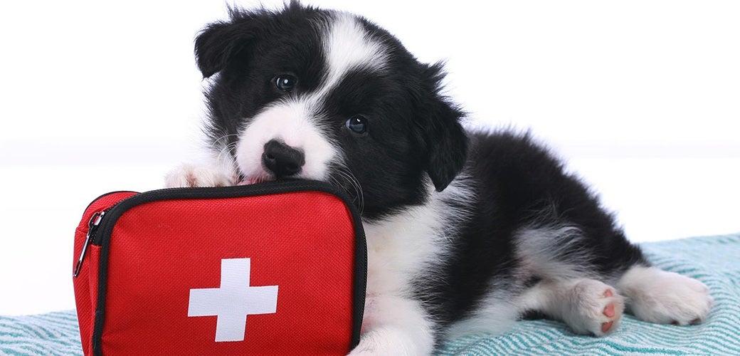 Building a First Aid Kit for Your Pet