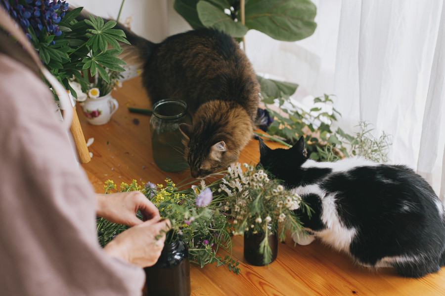 A person arranges flowers on a wooden table as two cats, a brown tabby and a black and white, curiously explore the surrounding blooms.