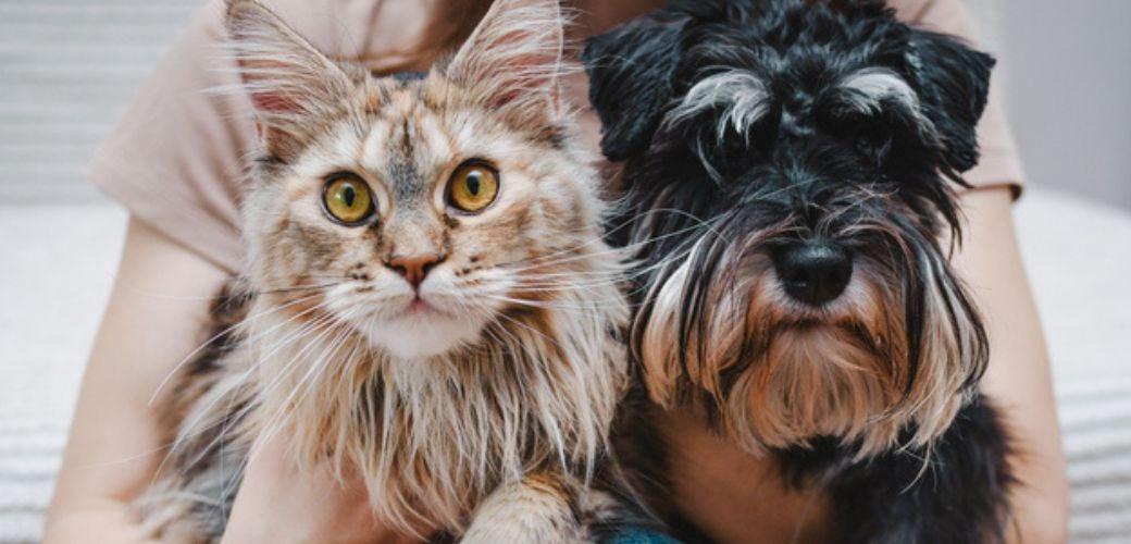 Understanding Pet Insurance: A Glossary Buster