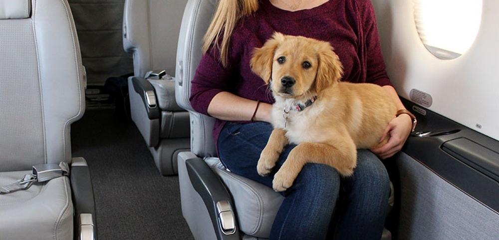 a woman is sitting on an airplane with a dog on her lap . a woman is sitting on an airplane with a dog on her lap .