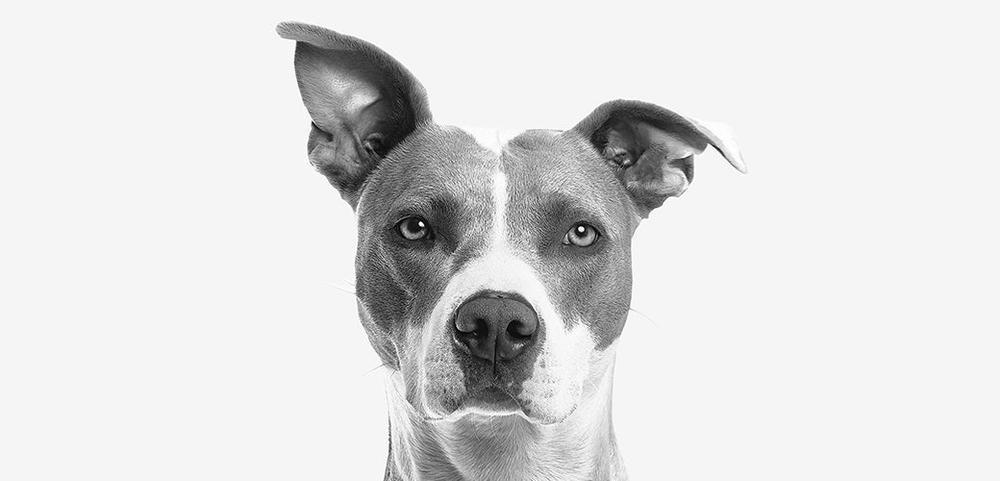 a black and white photo of a pit bull looking at the camera . a black and white photo of a pit bull looking at the camera .
