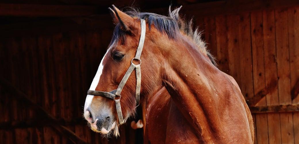 Handling Horses on a Small Acreage