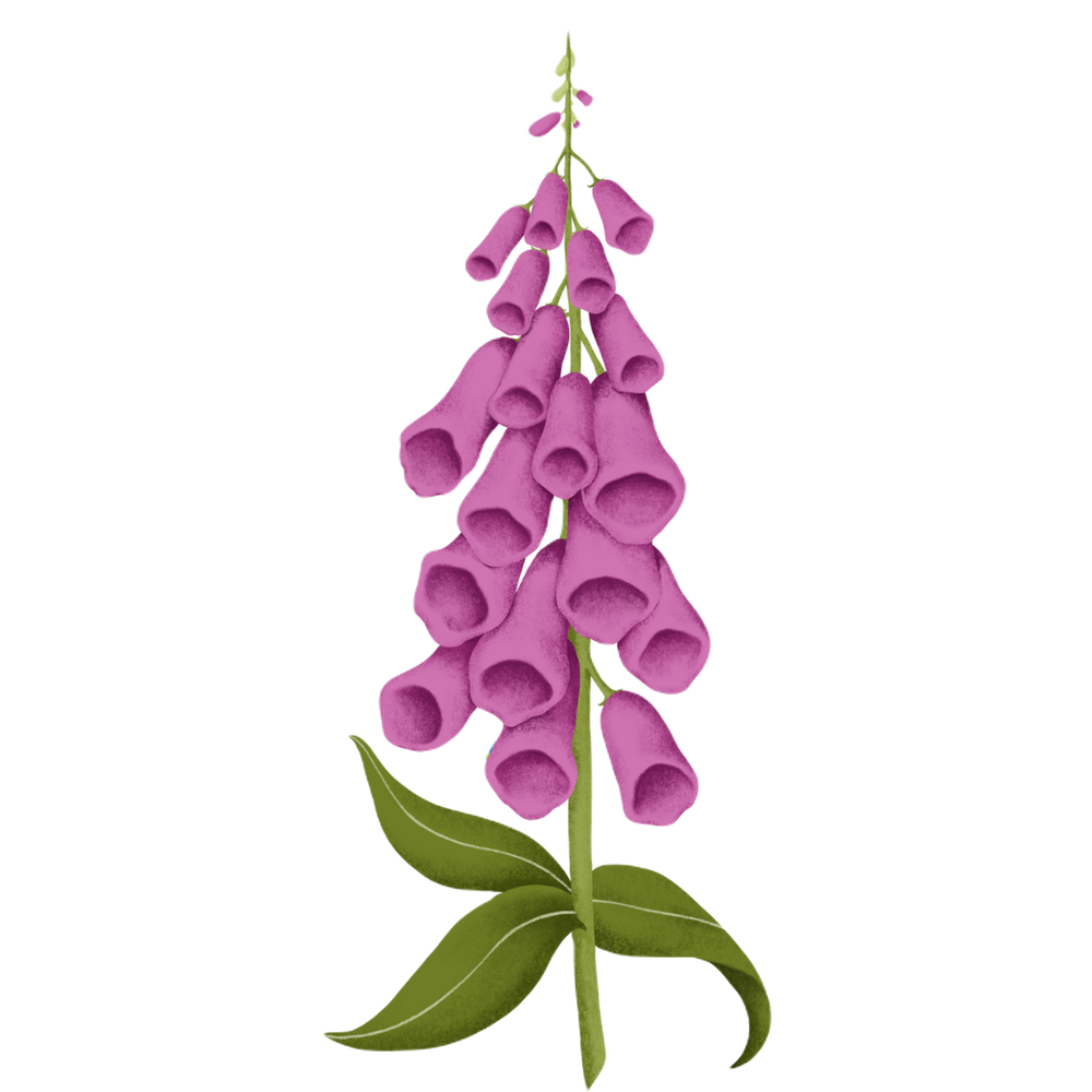 a purple flower with green leaves on a black background a purple flower with green leaves on a black background