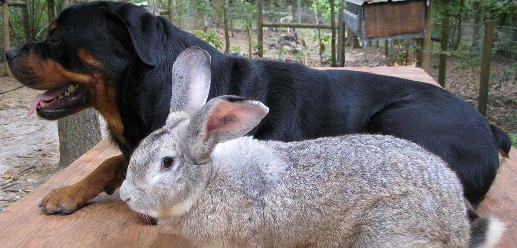 Popular Giant Rabbit Breeds