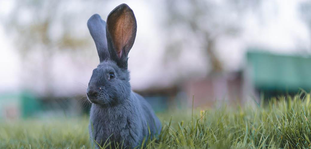 Caring for your rabbit during winter