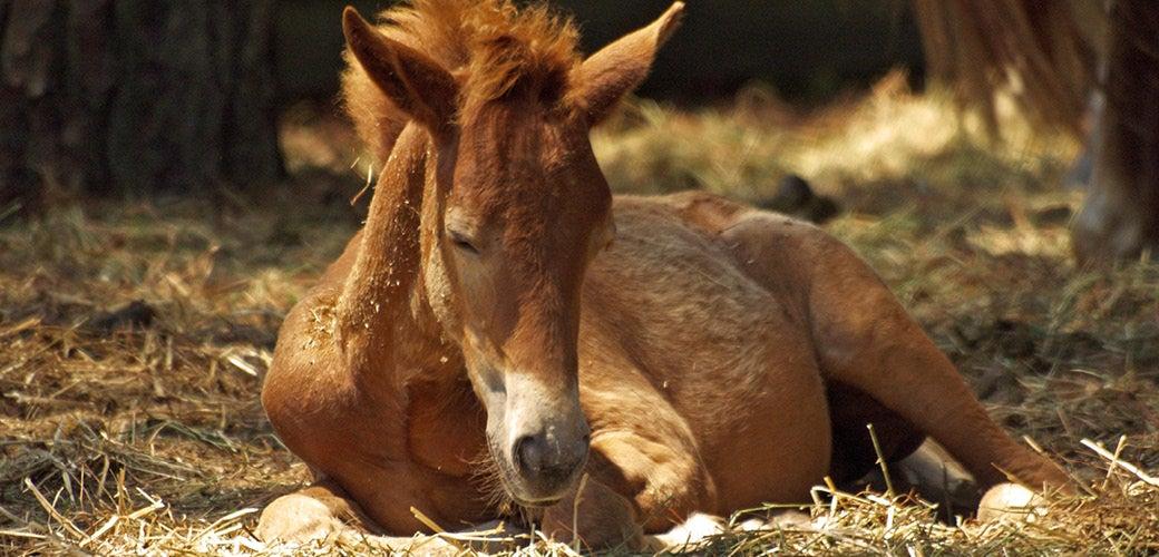 How to Apply Basic Wound Care for Your Horse