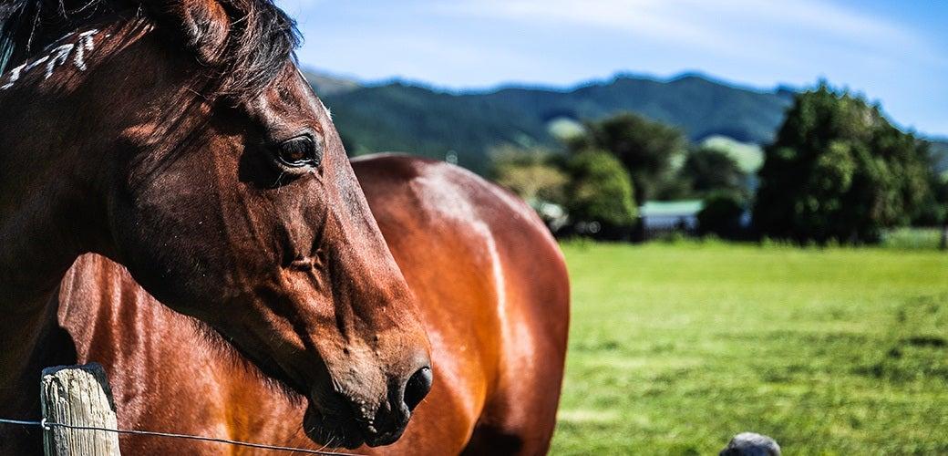 Tips for Adopting a Rescue Horse Tips for Adopting a Rescue Horse