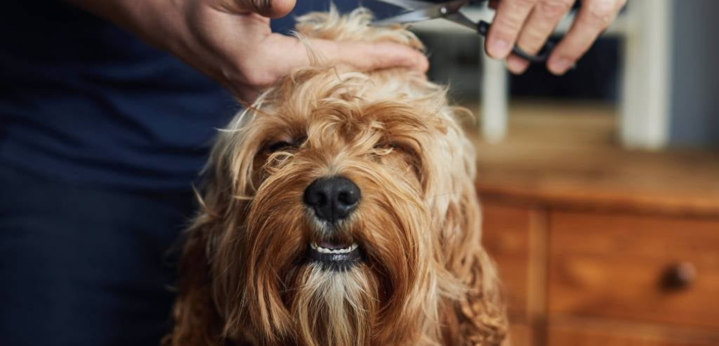 a person is cutting a dog 's hair with scissors a person is cutting a dog 's hair with scissors
