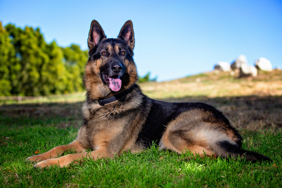 German Shepherd dog lying on green grass with its tongue out.