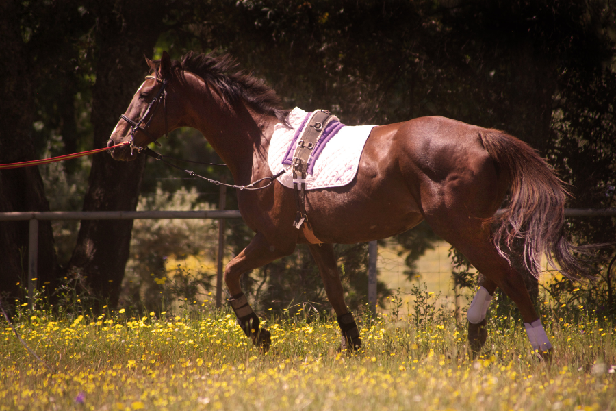 A brown horse wearing a saddle and bridle with a lunge line runs through a field of yellow flowers.