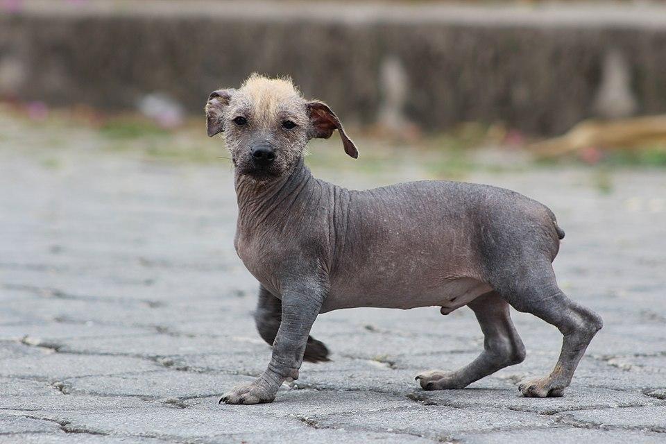 a hairless puppy is walking on a brick sidewalk . a hairless puppy is walking on a brick sidewalk .