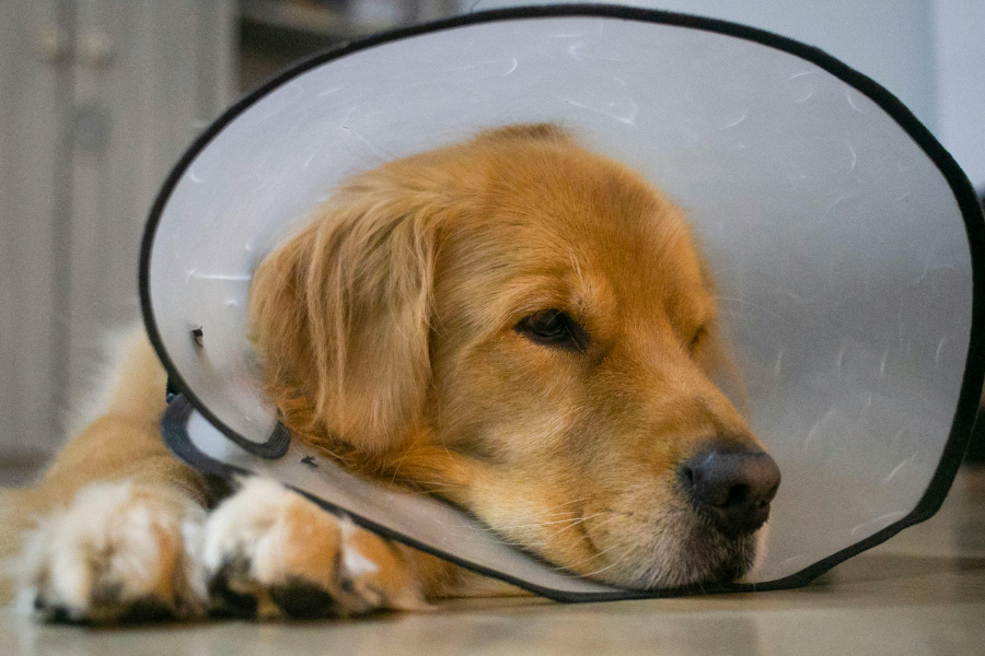 A golden retriever lies down wearing a transparent plastic cone.