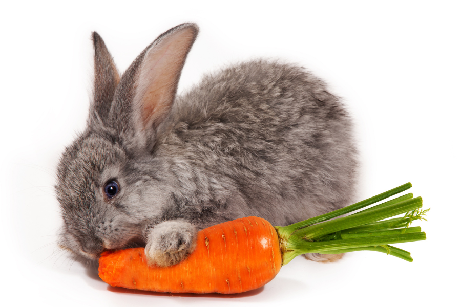 A small grey rabbit eating a carrot with green tops.