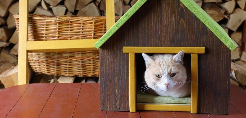 10 Tips in Choosing A Cattery