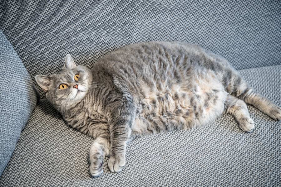 A large grey cat with yellow eyes lies on its side on a grey sofa.