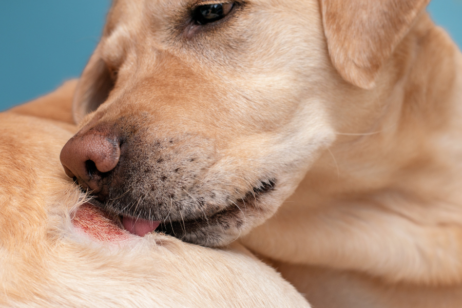 A golden Labrador retriever licking a red, inflamed area on its skin.