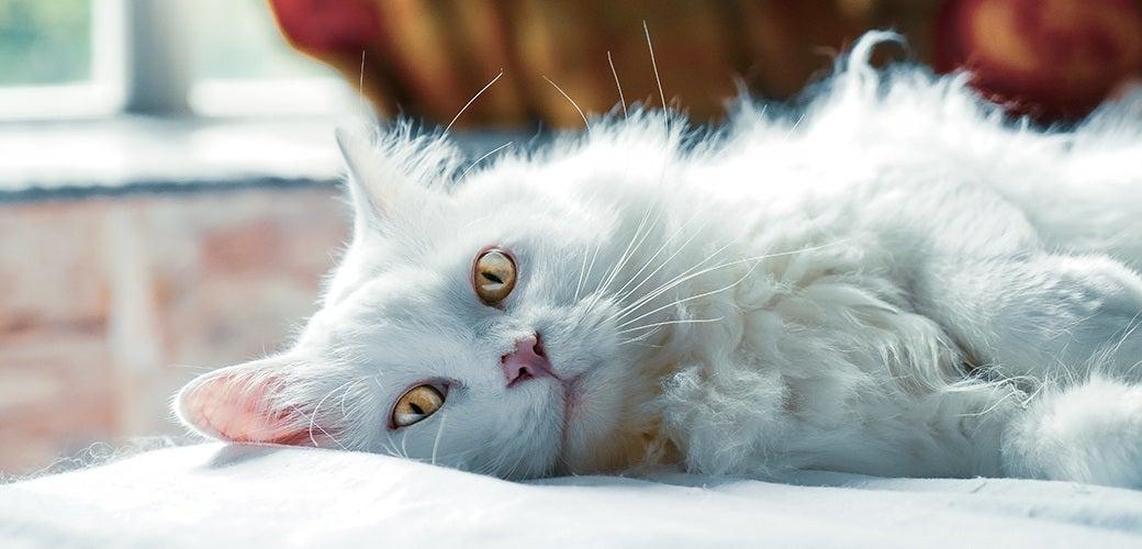 How to Tell If Your Dog or Cat is Overweight. How to Tell If Your Dog or Cat is Overweight.