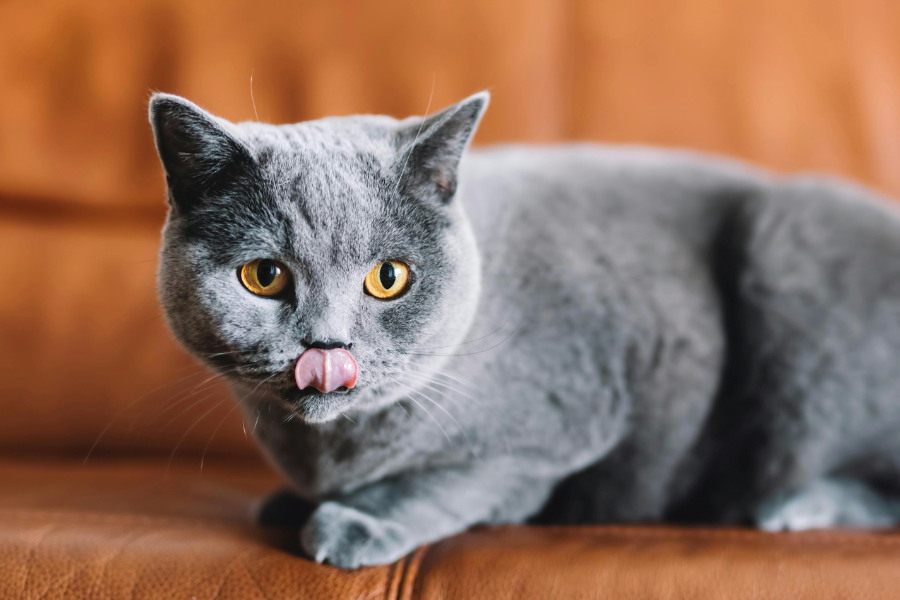 Grey cat with yellow eyes licking its nose, sitting on a brown leather couch.