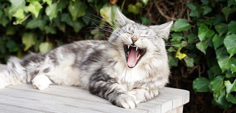 a cat is yawning while laying on a wooden bench .