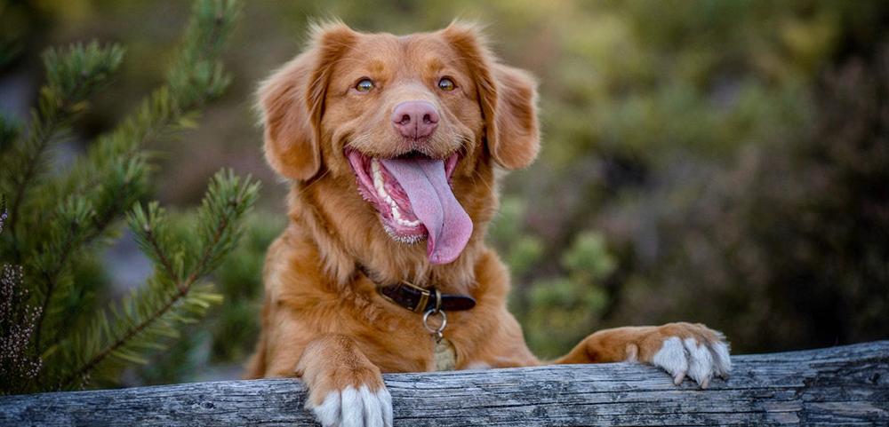 a brown dog is laying on a wooden fence post with its tongue hanging out . a brown dog is laying on a wooden fence post with its tongue hanging out .