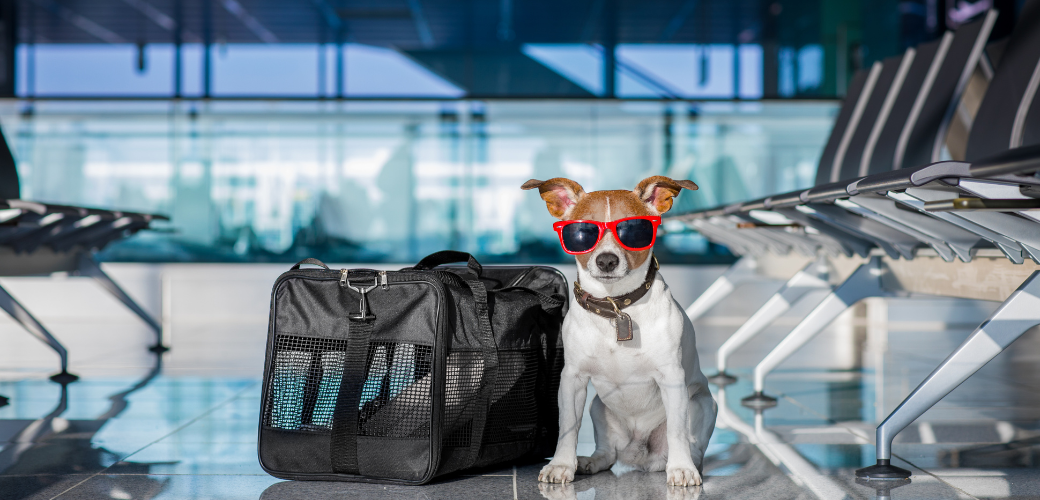 How to prepare your pup for a flight