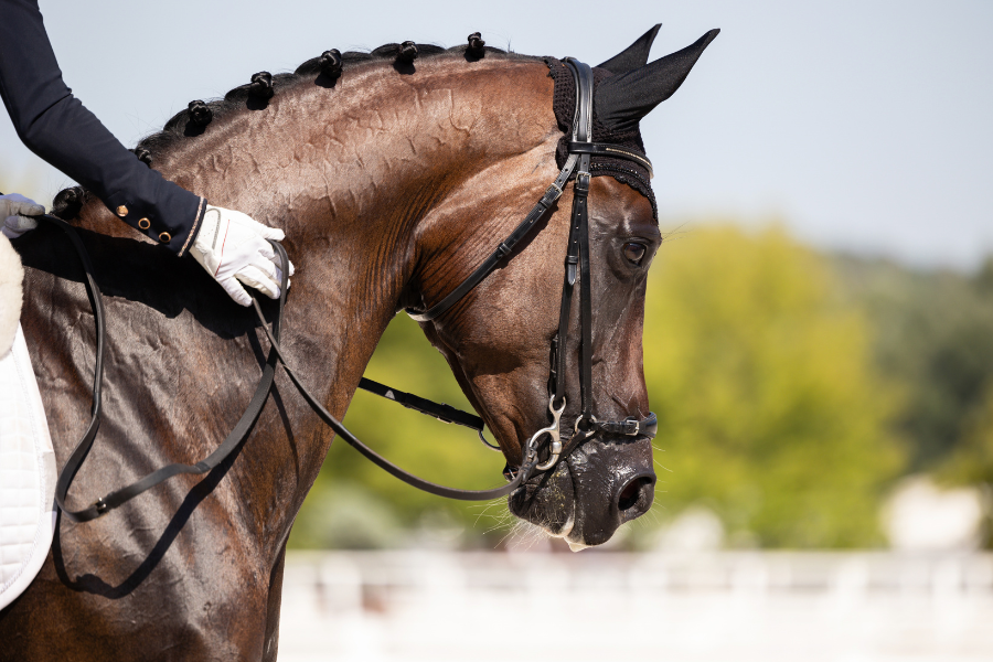 Side profile of a brown dressage horse with braided mane and a rider's gloved hand holding the reins.