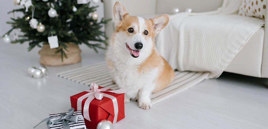 The Perfect and Safe Presents for your Pet