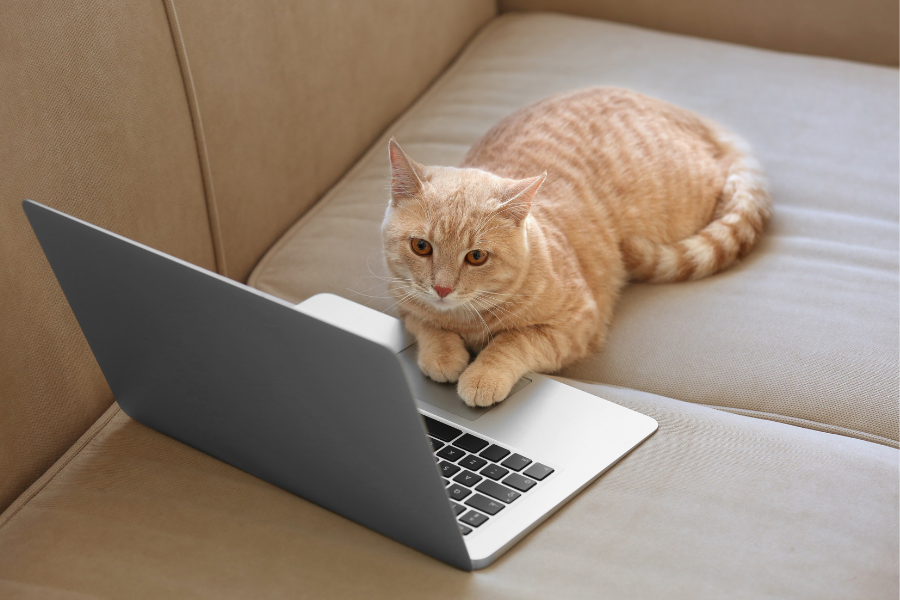 a cat laying on a couch next to a laptop a cat laying on a couch next to a laptop
