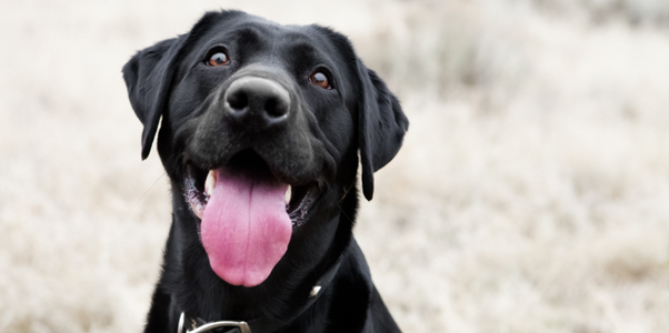a black dog with a pink tongue sticking out