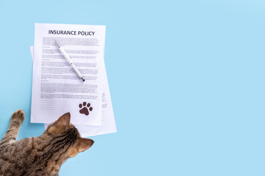 A tabby cat looks at a pet insurance policy document with a pen on a light blue background.