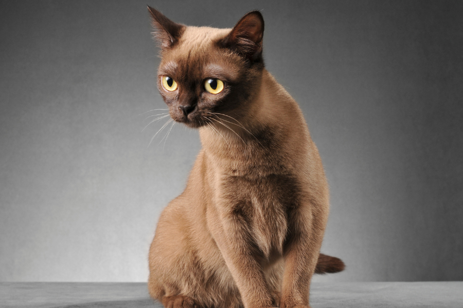 Brown cat with yellow eyes sitting against a gray background.