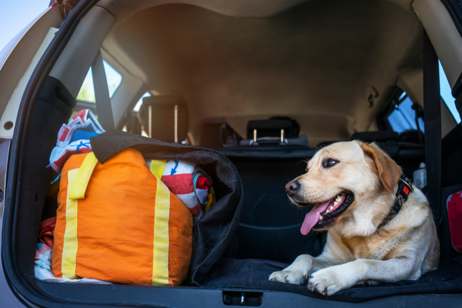 A happy yellow Labrador retriever lies in the trunk of a car next to an orange travel bag.