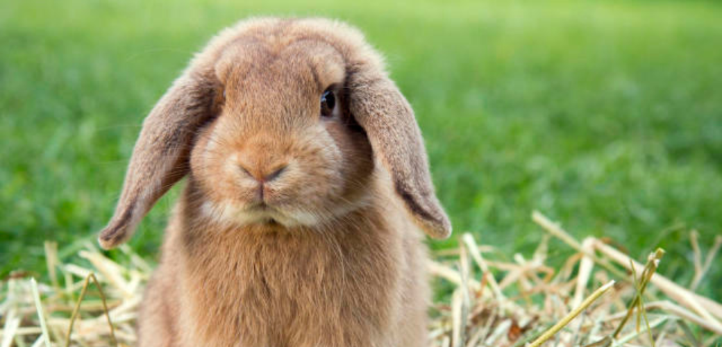 Caring for Rabbits in Winter