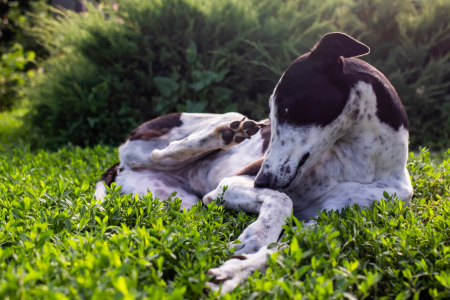 Black and white dog scratching itself while lying in green grass.
