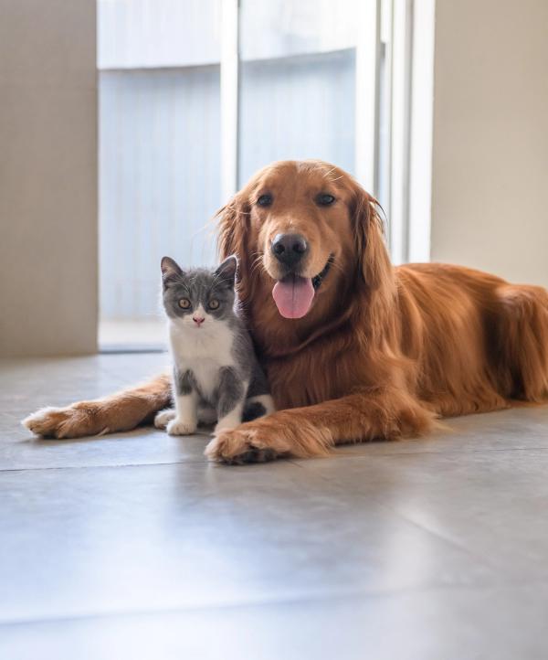 Dog and Cat