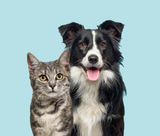 A tabby cat and a black and white Border Collie stand side-by-side on a light blue background.