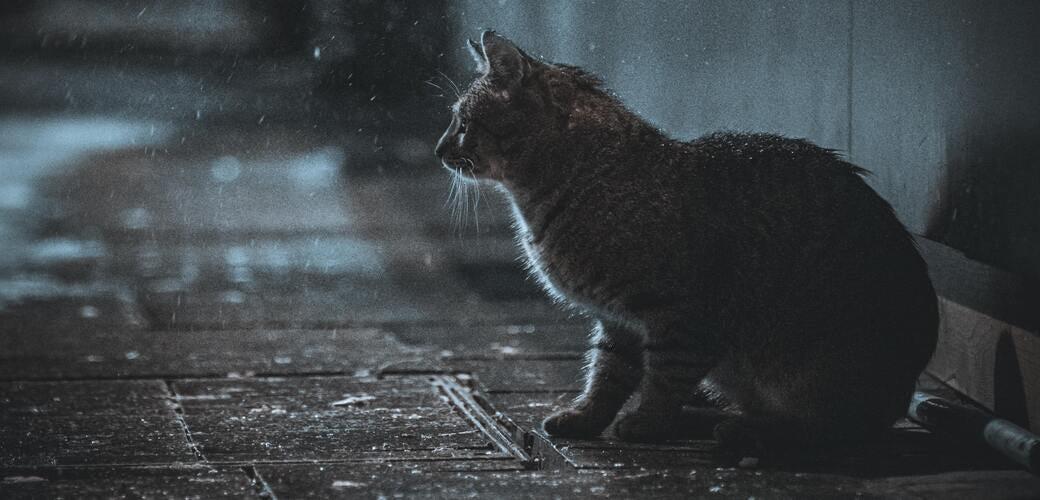 Here’s how to keep your cat safe at night Here’s how to keep your cat safe at night