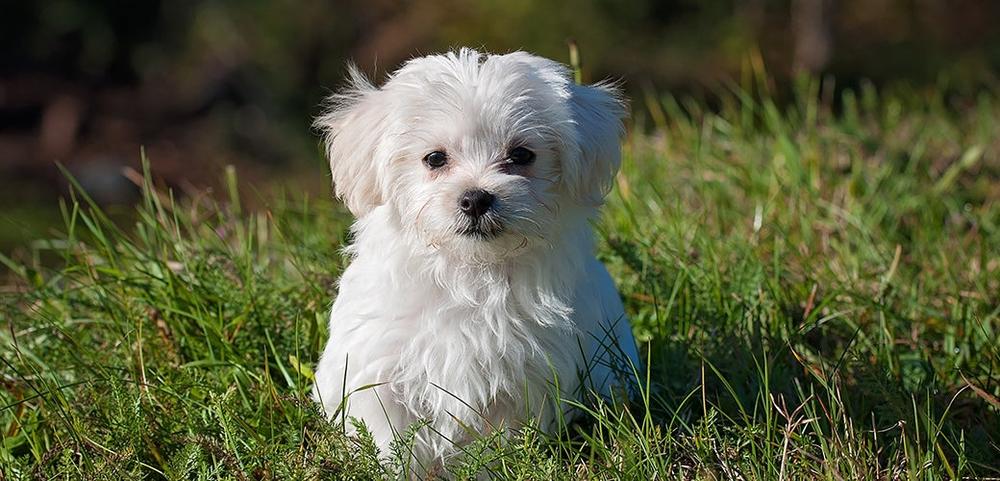 a small white puppy is sitting in the grass and looking at the camera . a small white puppy is sitting in the grass and looking at the camera .