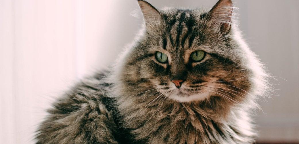 Tips to Help Your Cat Age Gracefully Tips to Help Your Cat Age Gracefully