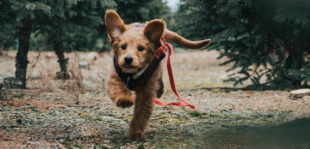 Does Your Dog Have Itchy Ears? Does Your Dog Have Itchy Ears?