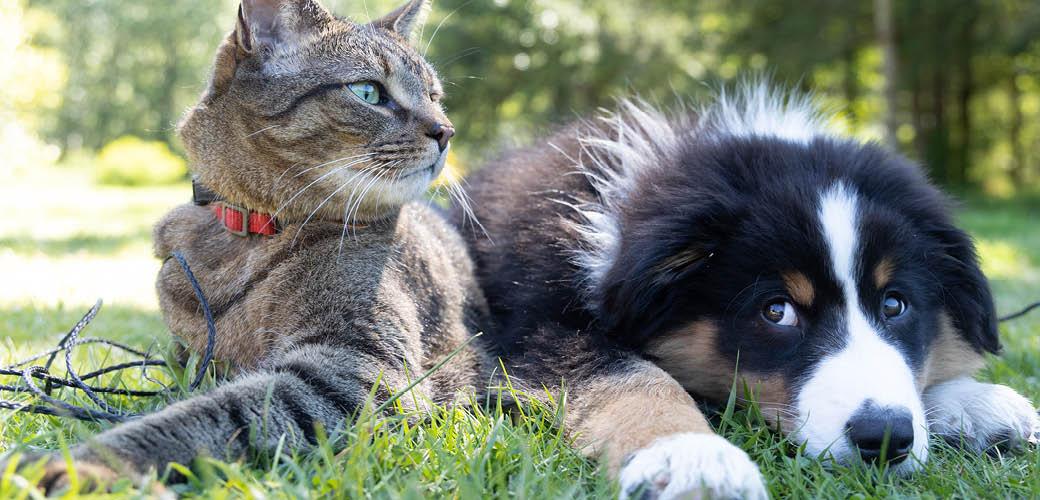 Can You Have Both a Cat And a Dog? Can You Have Both a Cat And a Dog?