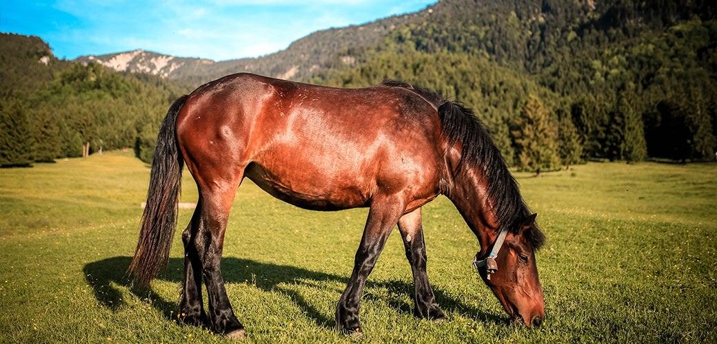 Avoid the Hidden Dangers in Horse Grazing Avoid the Hidden Dangers in Horse Grazing