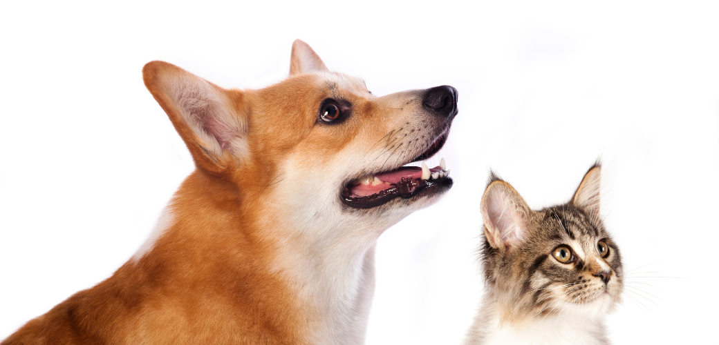 Treating bad breath in your cat or dog  