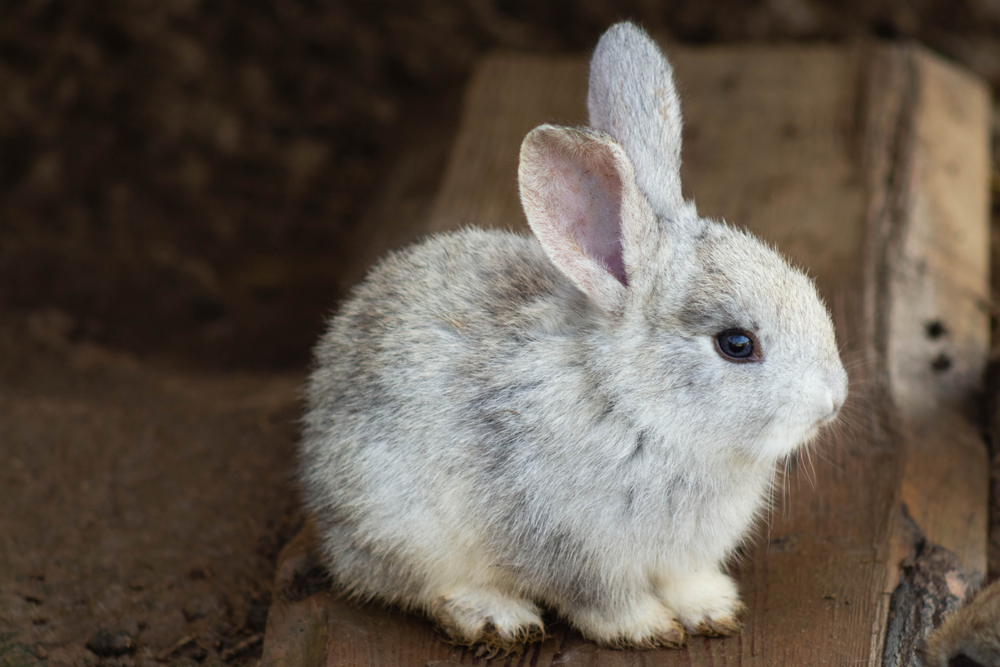 a small white rabbit sitting on a wooden surface