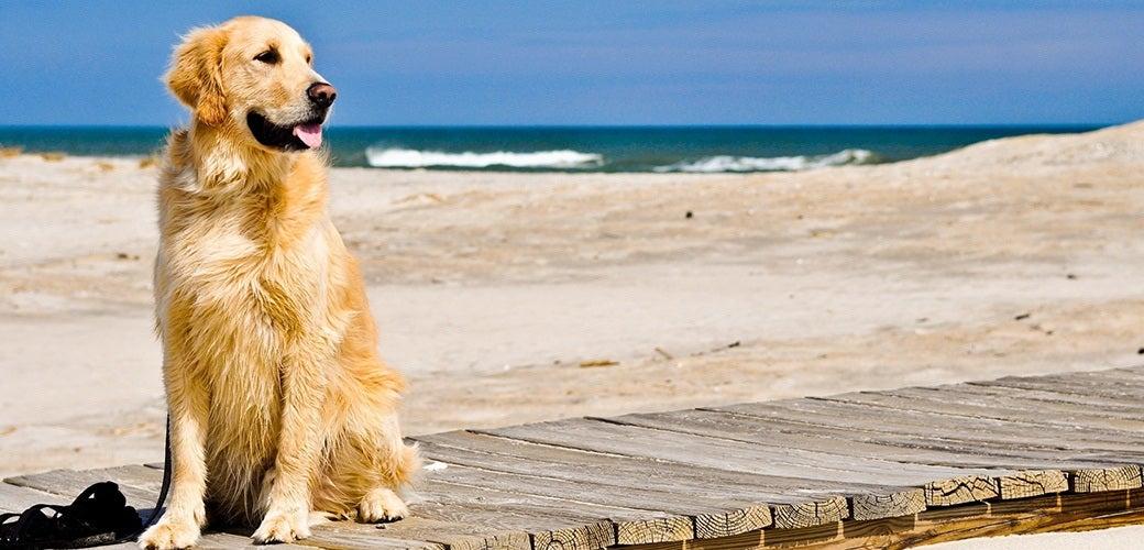 Fun Activities With Your Dog This Summer Fun Activities With Your Dog This Summer