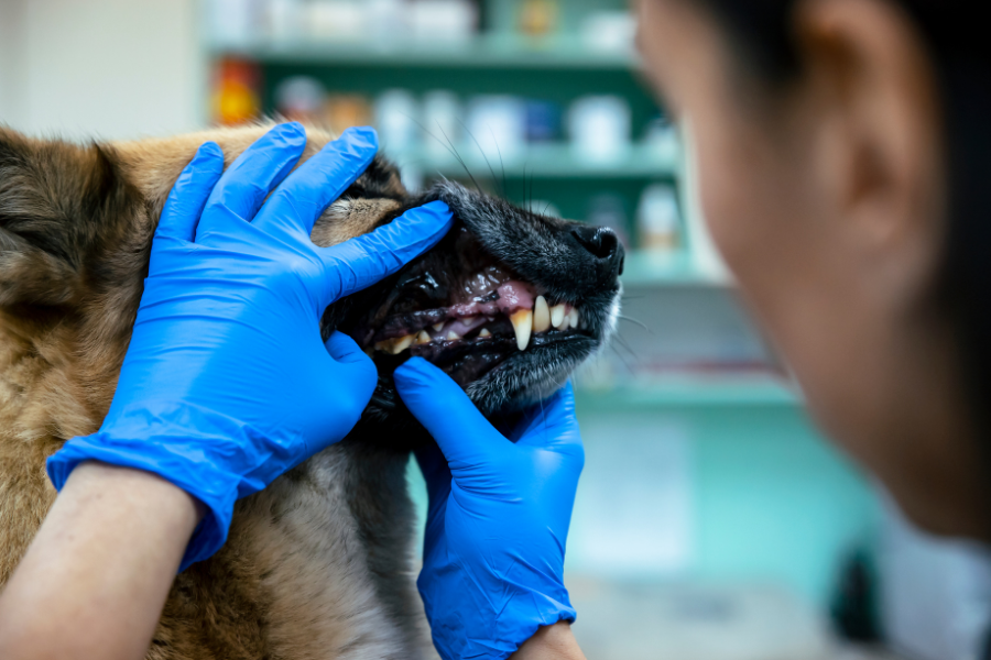 Veterinarian in blue gloves examining a dog's teeth.