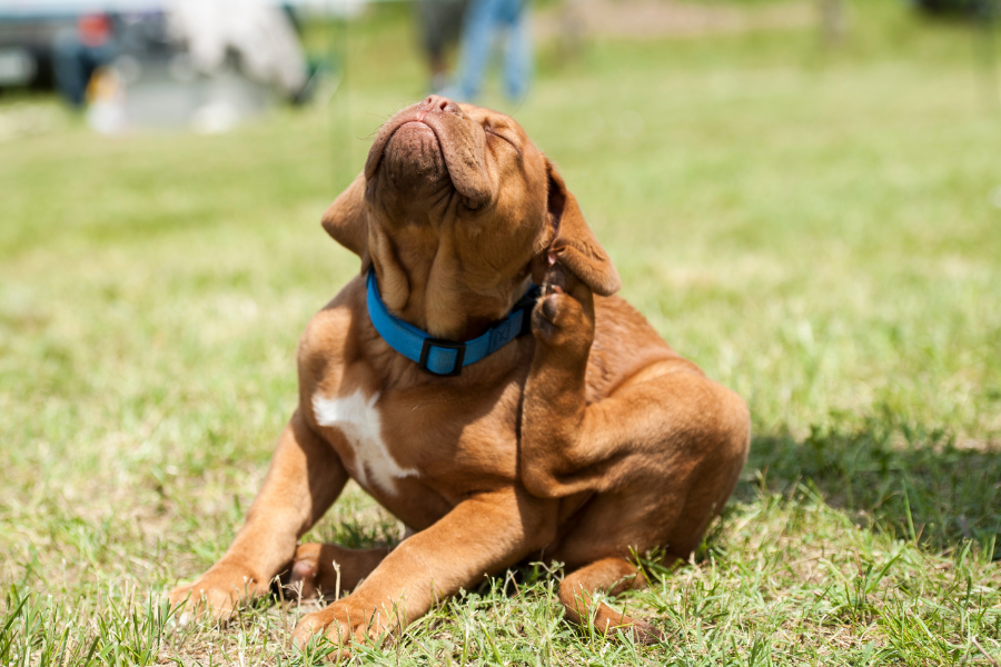 A brown dog with a blue collar scratches its ear while sitting on green grass. A brown dog with a blue collar scratches its ear while sitting on green grass.